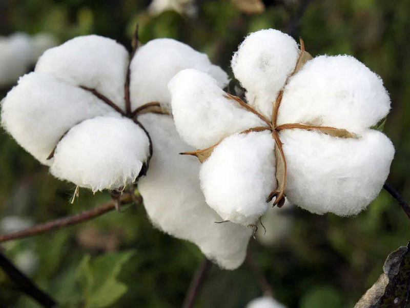 What Are The Advantages Of NiuYi Compared To Other Fabric Manufacturers?